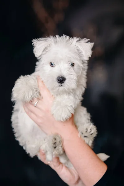 West Highland White Terrier Kiskutya — Stock Fotó