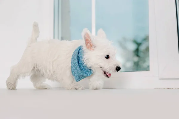 West Highland Valkoinen Terrier Pentu — kuvapankkivalokuva