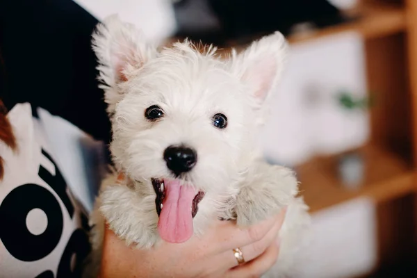 West Highland White Terrier Hvalp - Stock-foto