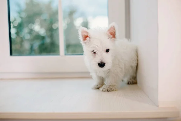 West Highland White Terrier Hvalp - Stock-foto