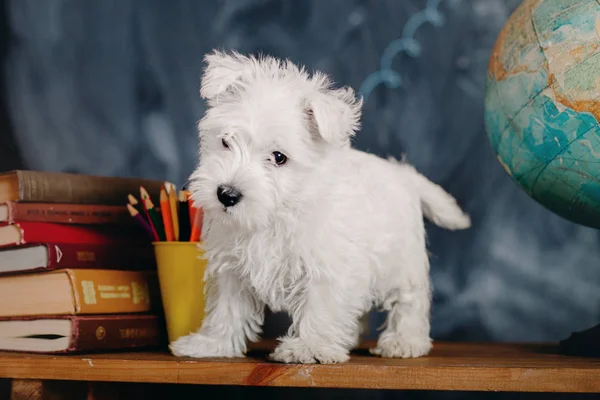 West Highland White Terrier Catelus — Fotografie, imagine de stoc