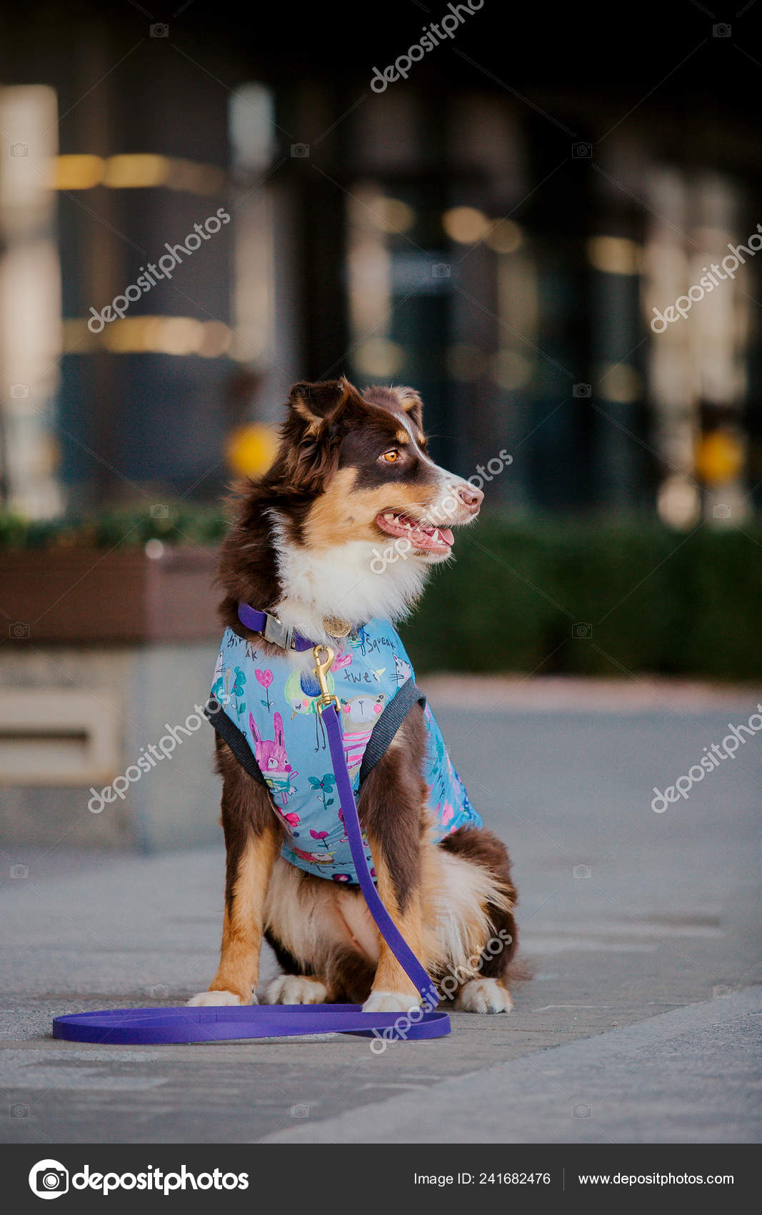 Dog City Australian Shepherd Aussie Dog Pet Town Dressed Dog