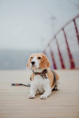Beagle köpek açık