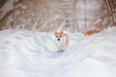 Corgi köpek içinde belgili tanımlık kar