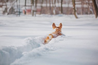 Corgi köpek içinde belgili tanımlık kar