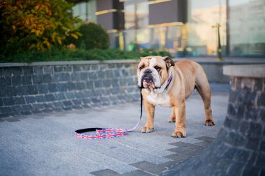 Şehirdeki köpek. İngilizce Bulldog. Kasabada evde beslenen hayvan. Giyinmiş köpek