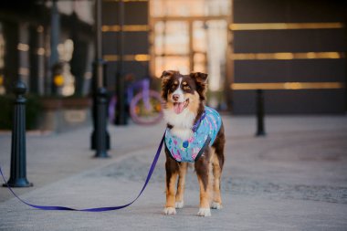 Şehirdeki köpek. Avustralyalı çoban, 