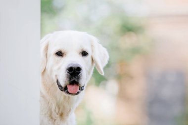 Parktaki golden retriever köpeği