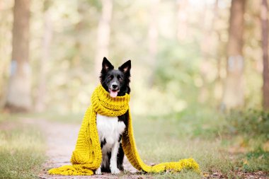 Güzel kenar kömür ocağı köpek