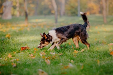 Sonbahar kenar kömür ocağı köpek. Sonbahar kavramı. Sonbahar yaprakları. Sonbahar sezon