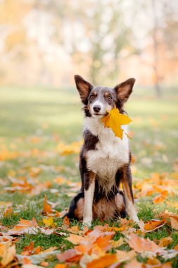 Kenar kömür ocağı köpek oyuncak. Sonbahar yaprak ağızda tutan köpek. Sonbahar kavramı. Sonbahar yaprakları. Sonbahar sezon