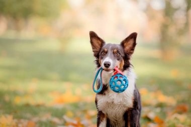 Kenar kömür ocağı köpek oyuncak. Ağzına bir top tutan köpek. Sonbahar kavramı. Sonbahar yaprakları. Sonbahar sezon