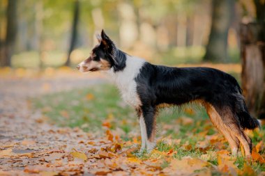 Sonbahar kenar kömür ocağı köpek. Sonbahar kavramı. Sonbahar yaprakları. Sonbahar sezon