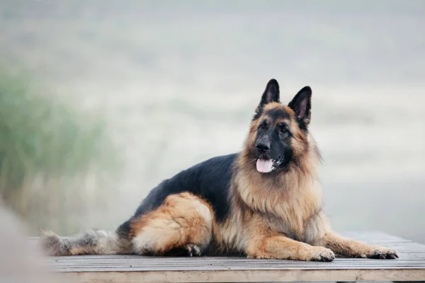 Cane Pastore Tedesco Modo Autunnale — Foto Stock