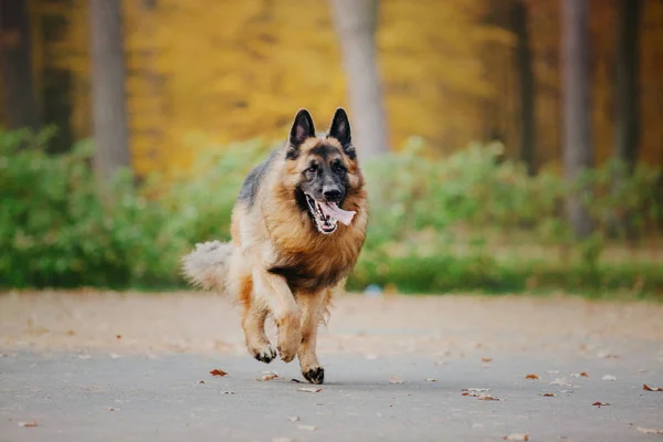 Chien Berger Allemand Humeur Automne — Photo