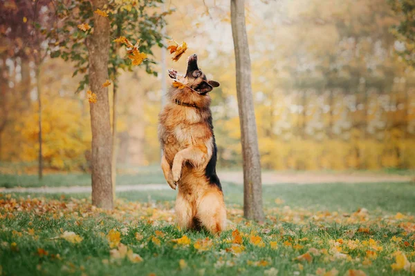 Cão Pastor Alemão Humor Outono — Fotografia de Stock