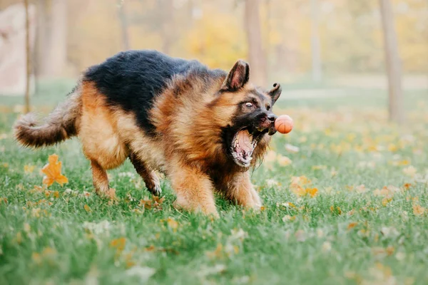 Cão Pastor Alemão Humor Outono — Fotografia de Stock