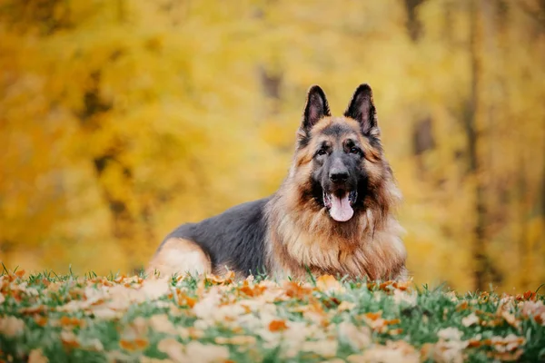 Alman Çoban Köpeği Sonbahar Ruh Hali — Stok fotoğraf