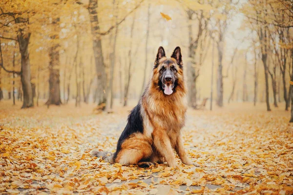 Den Tyska Herden Förföljer Höstens Mood — Stockfoto