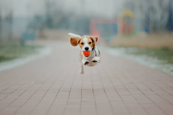 Cão Bonito Beagle Livre — Fotografia de Stock