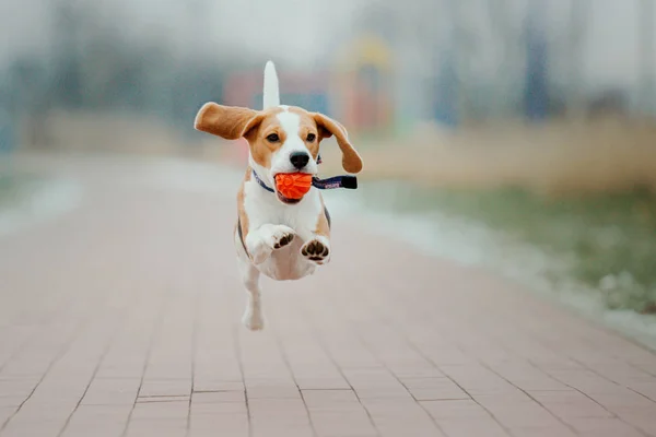 Cute Beagle Dog Outdoor — Stock Photo, Image