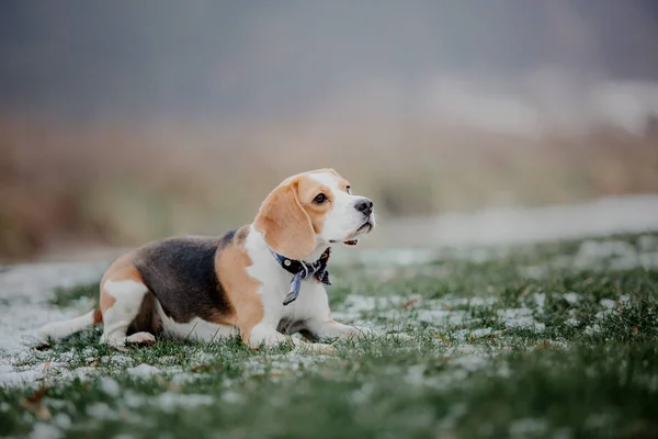 Niedlicher Beagle Hund Freien — Stockfoto