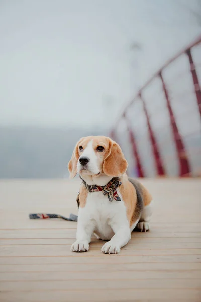 Beagle köpek açık