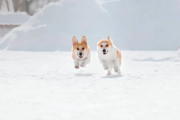 雪中的科尔吉狗 — 图库照片