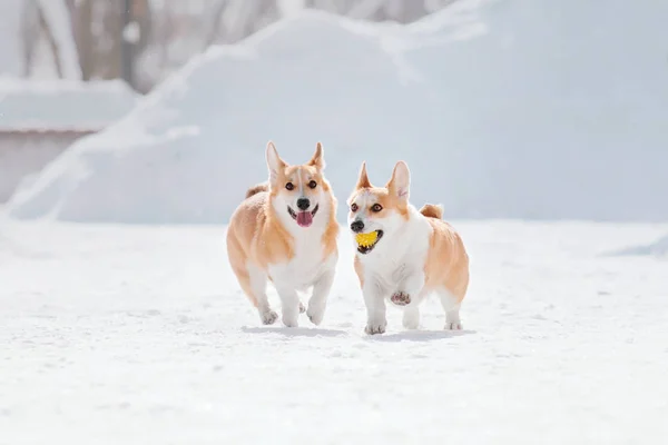 Corgi Σκυλί Στο Χιόνι — Φωτογραφία Αρχείου