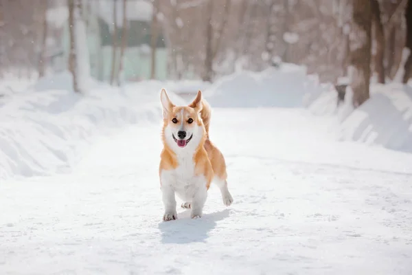 Corgi Cane Nella Neve — Foto Stock