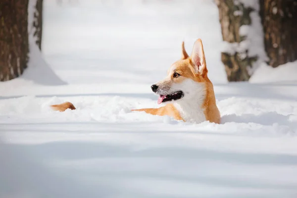 Corgi Dog Snow — Stock Photo, Image