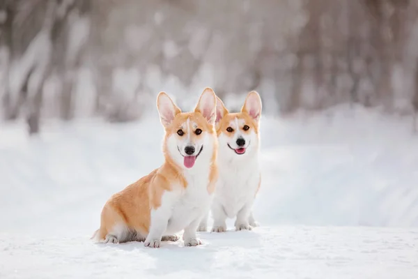 Corgi Σκυλί Στο Χιόνι — Φωτογραφία Αρχείου