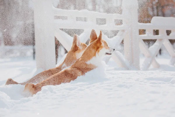 Corgi Köpek Içinde Belgili Tanımlık Kar — Stok fotoğraf