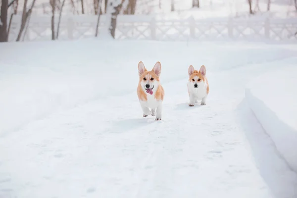 Corgi Σκυλί Στο Χιόνι — Φωτογραφία Αρχείου
