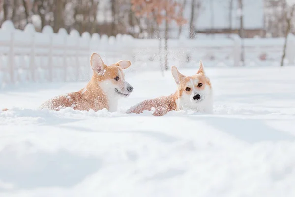 Corgi Psa Śniegu — Zdjęcie stockowe