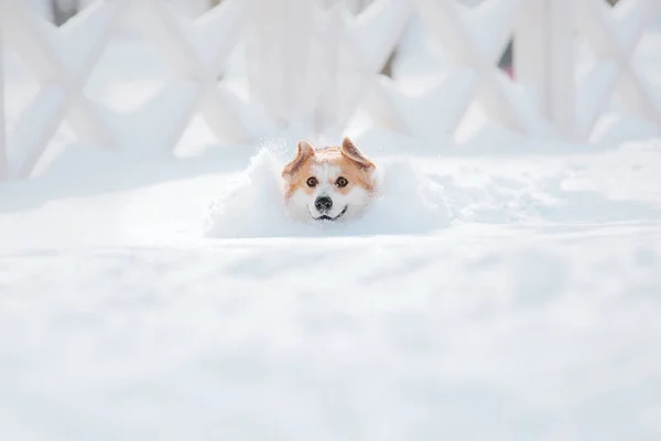 Corgi deals in snow