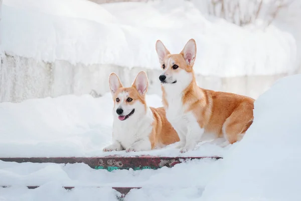 Corgi Köpek Içinde Belgili Tanımlık Kar — Stok fotoğraf