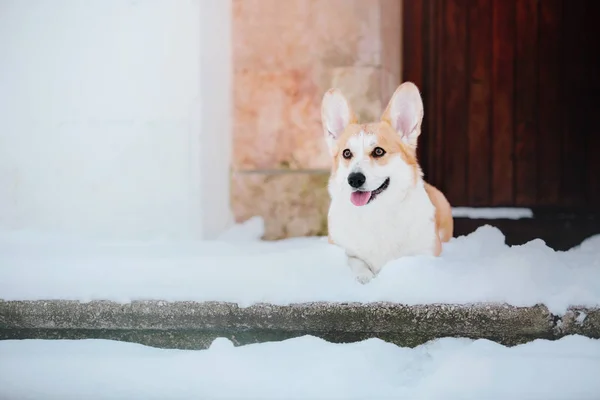 Chien Corgi Dans Neige — Photo