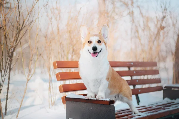 Corgi Dog Snow — Stock Photo, Image