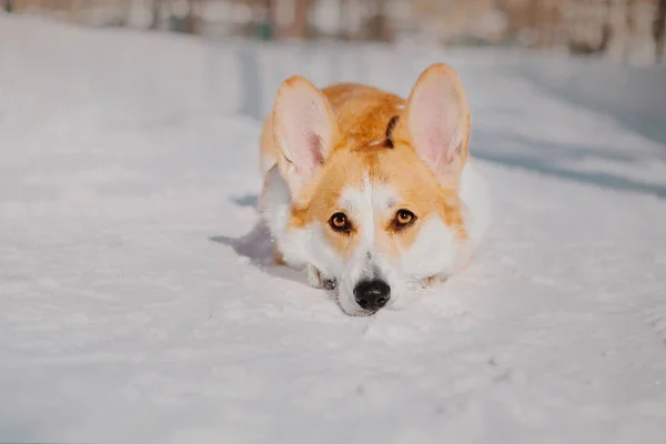 Собака Корги Снегу — стоковое фото