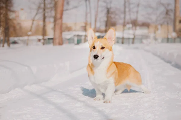 Собака Корги Снегу — стоковое фото