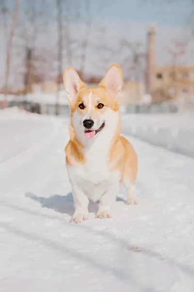 Cão Corgi Neve — Fotografia de Stock