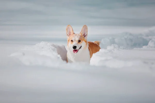 Corgi dog in the snow