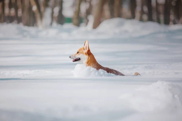 Corgi Hond Sneeuw — Stockfoto