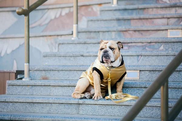 Dog in the city. English Bulldog. Pet in town. Dressed dog