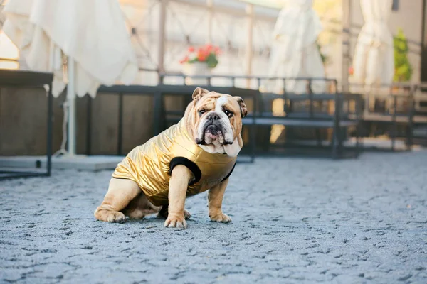 Dog in the city. English Bulldog. Pet in town. Dressed dog