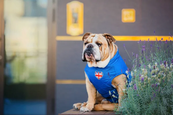 Dog in the city. English Bulldog. Pet in town. Dressed dog