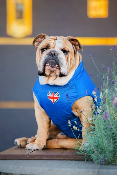 Dog in the city. English Bulldog. Pet in town. Dressed dog