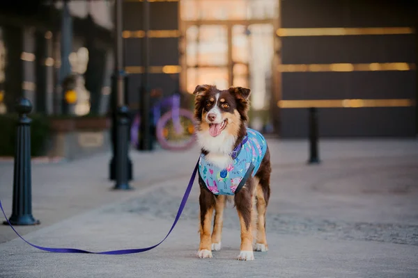 Hund Der Stadt Der Australische Schäferhund Der Aussie Hund Haustier — Stockfoto