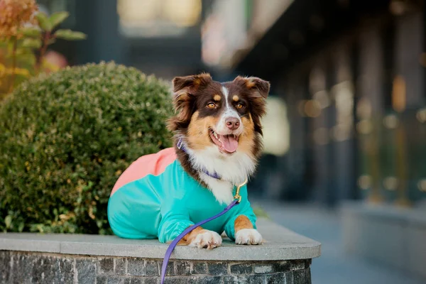 Dog in the city. The Australian Shepherd,  the \